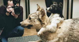 Los perros de Demikhov en el museo de biología de Moscú. AP Images